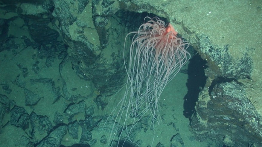 relicanthus-marine-creature