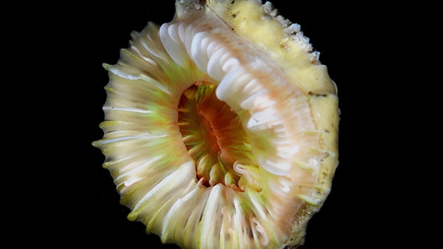 remotest-island-4-cup-coral