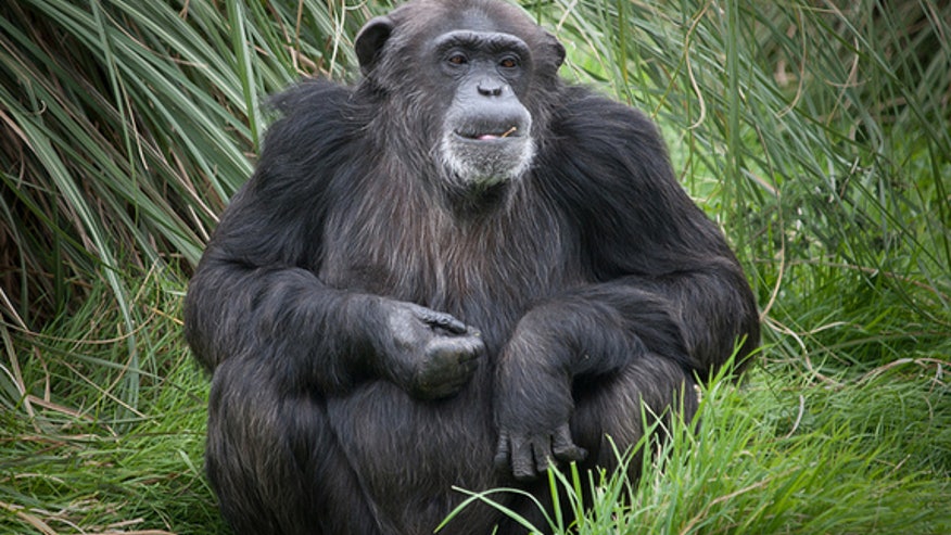 sad-middle-age-chimpanzee
