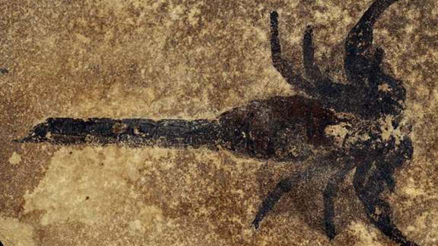 scorpion-fossil-150114