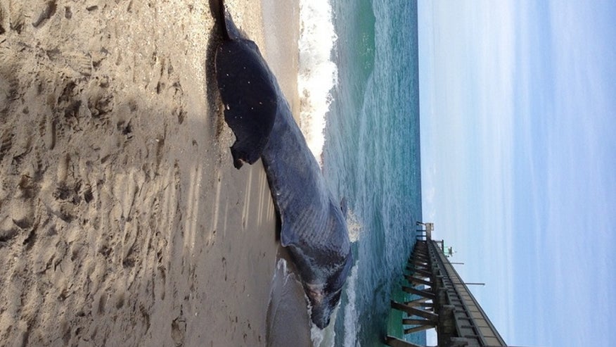 sperm_whale_deerfield
