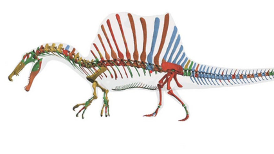 spinosaurus-skeleton