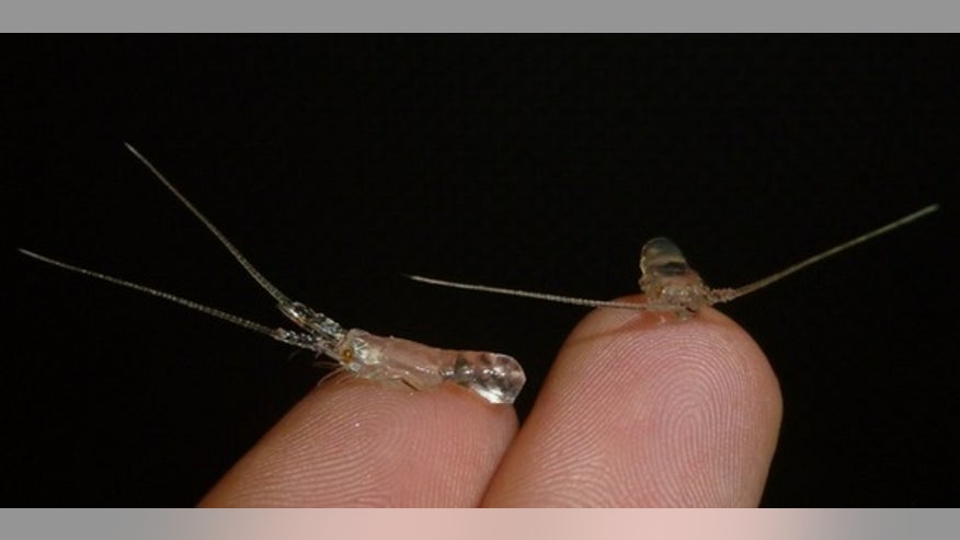 spiny lobster post larvae
