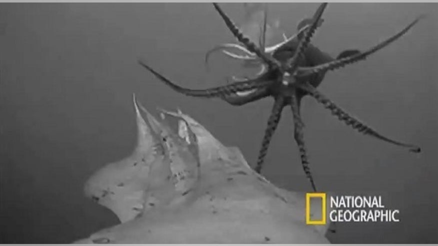 squid-cam