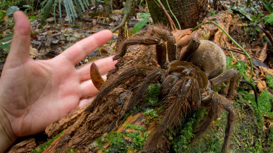 theraphosa4.jpg