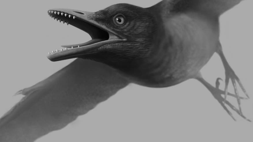 tooth-bird