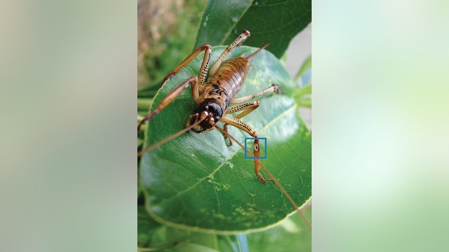 weta