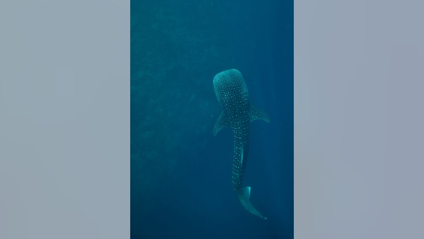 Woods Hole Sharks Simon Thorrold Woods Hole