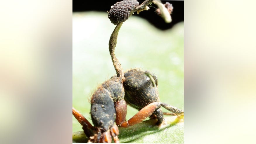 zombie-ant