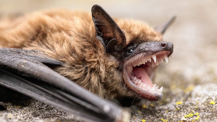 bat-teeth-eae33a3c8b880510VgnVCM100000d7c1a8c0____