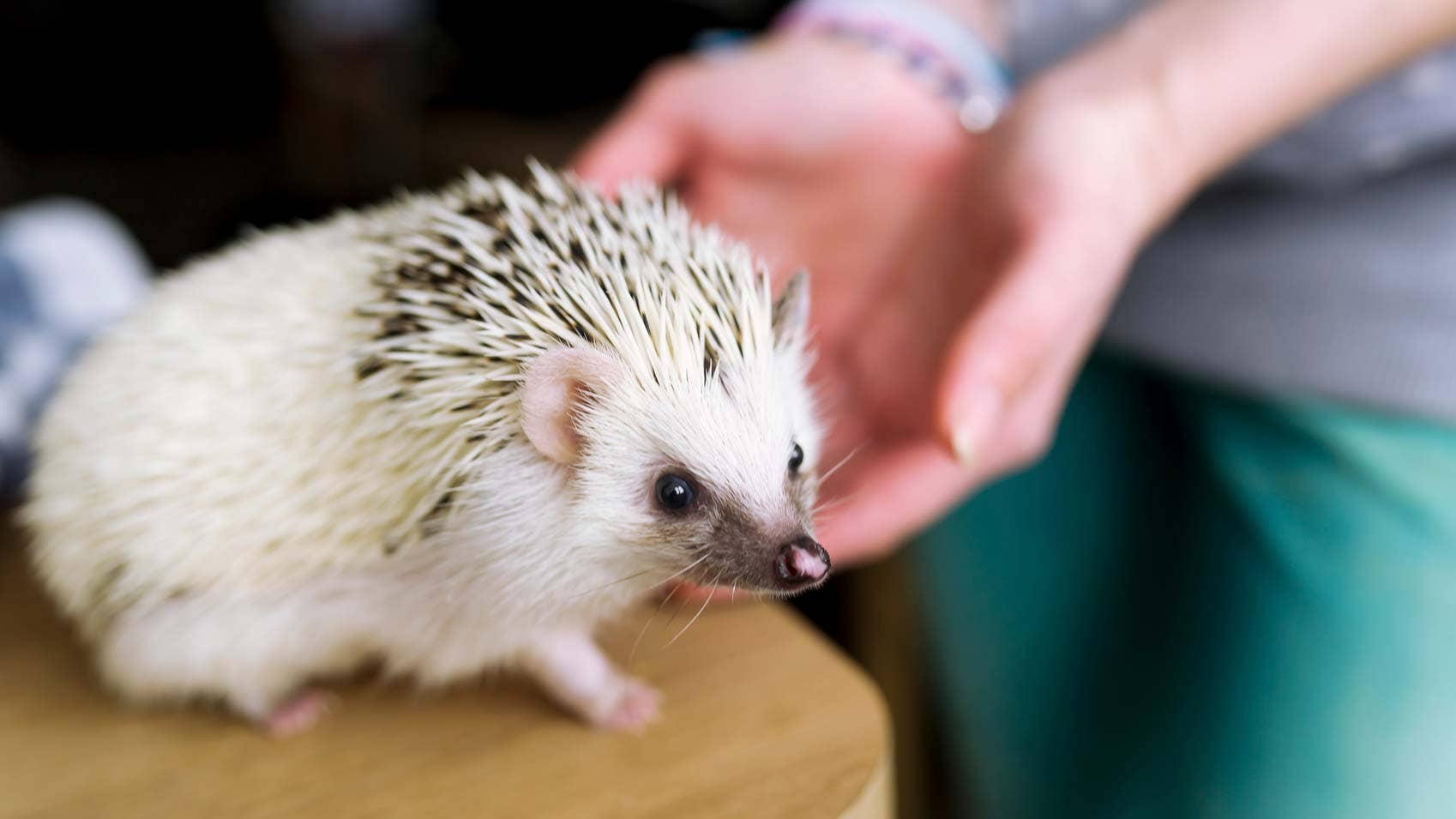 The Best Pets for Apartments LowMaintenance Companionship for Close