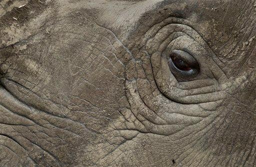 After a death, there are just 5 northern white rhinos left