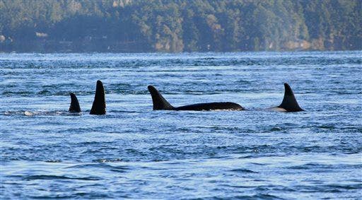 Endangered orca found dead, then story gets even worse