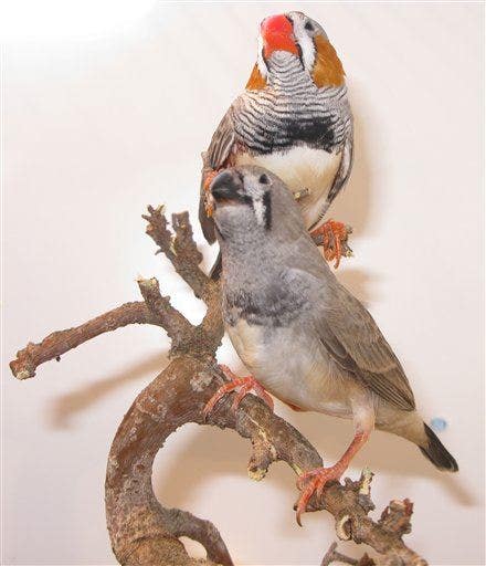 Zebra finches get drunk for science