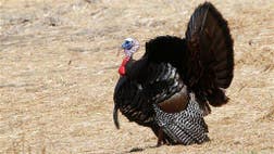 Turkey eggs are big.