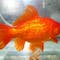 Lake in Colorado is overrun with goldfish