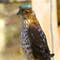 This is Earth's most polluted wild bird