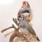 Zebra finches get drunk for science