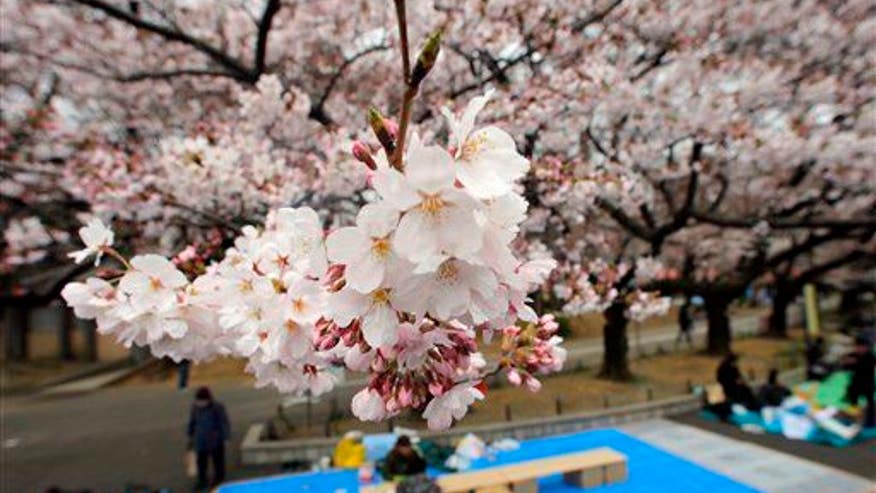 'Space Cherry' Tree Stumps Botanists