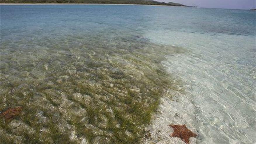A bioluminescent bay has mysteriously turned dark