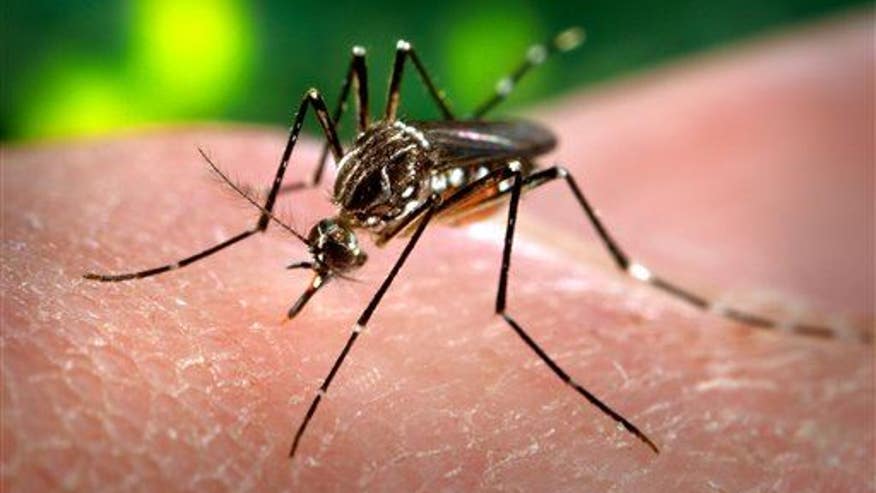 Buzzing toward the US: the Chikungunya virus