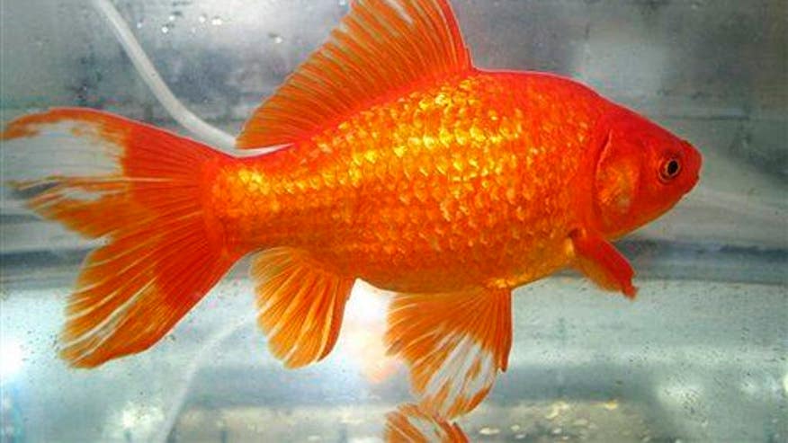 Constipated goldfish's life saved with $465 surgery