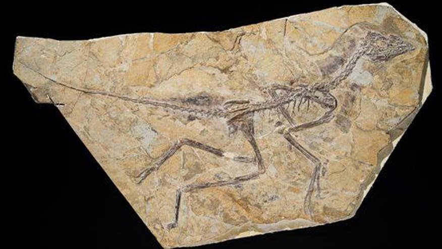 Dinosaurs survived by shrinking, study finds