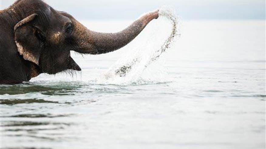 Elephants can detect rainstorms 150 miles away, study suggests