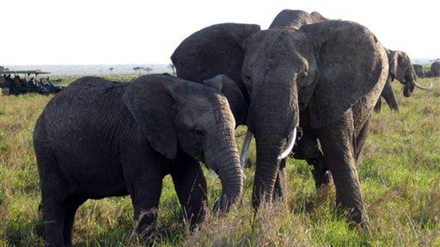 Elephants console each other, study says