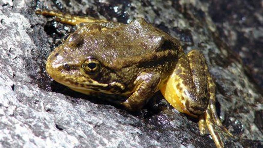 Endangered frog puts forest-thinning project on hold.