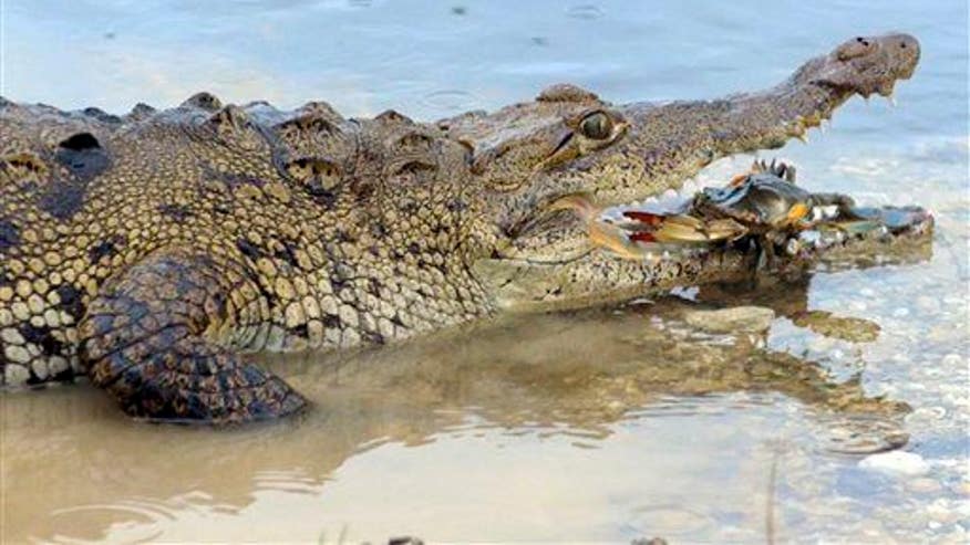 For first time in US, crocodile bites humans