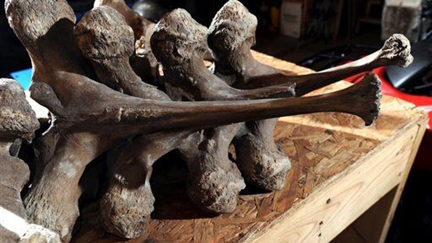 Found in Michigan backyard: 42 mastodon bones