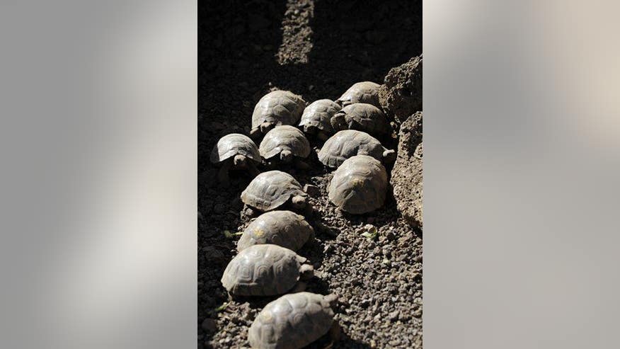 Giant tortoises of Galapagos have 'true story of success'