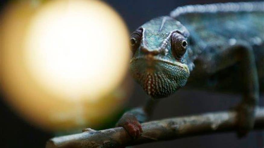 Here's how chameleons really change color