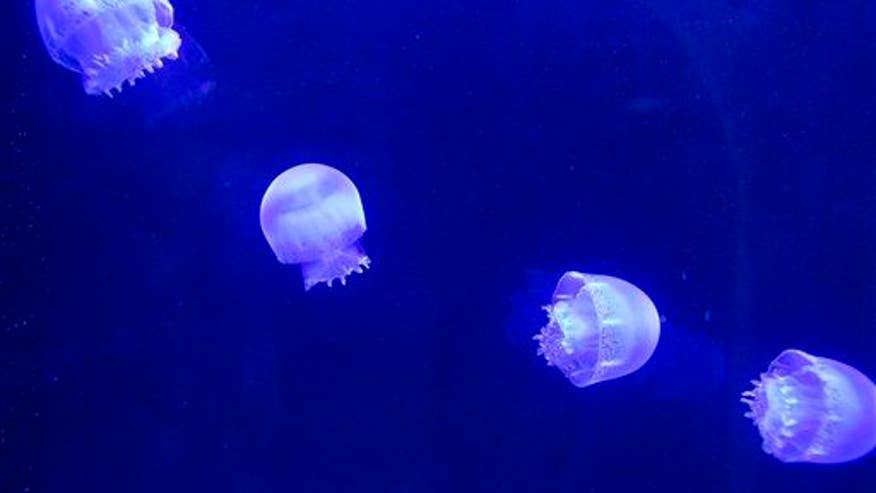 Huge new jellyfish apparently has no tentacles