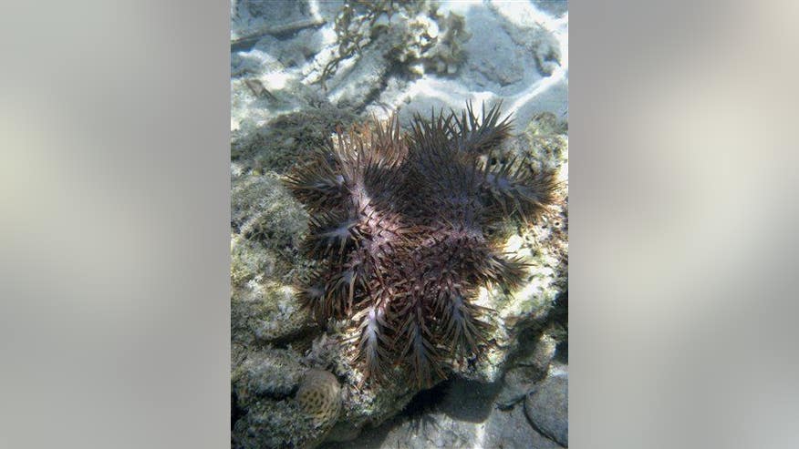 Killer robot is coming after you, killer starfish