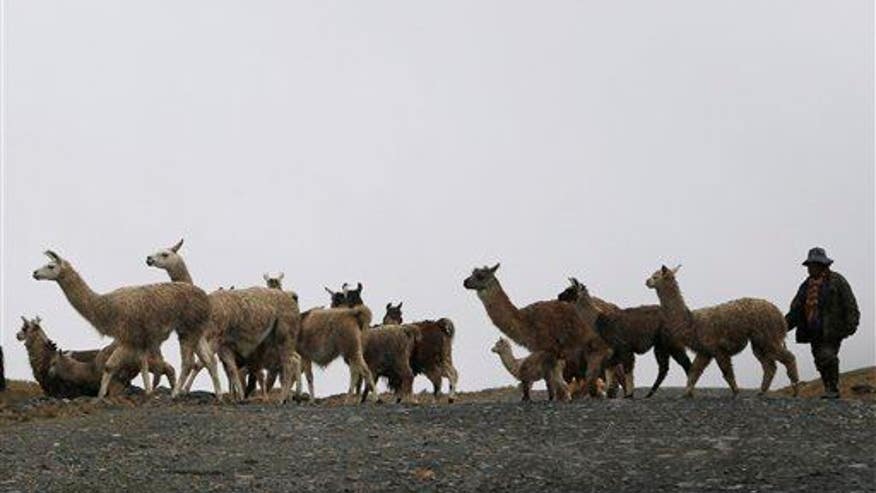 Mass sacrifice of children, llamas uncovered in Peru