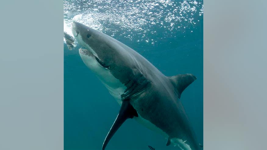 ‘Most famous’ great white shark returns to Florida | Sustainability at PTS