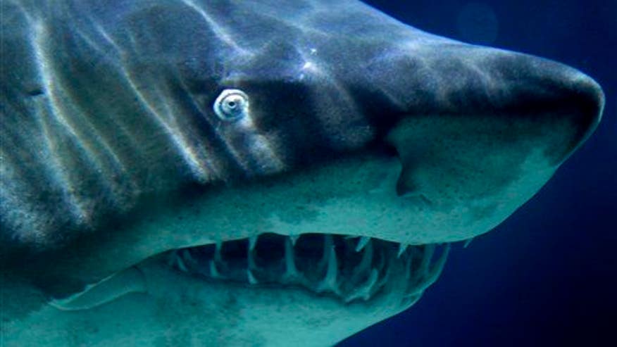 New tactic curbs shark attacks while saving sharks