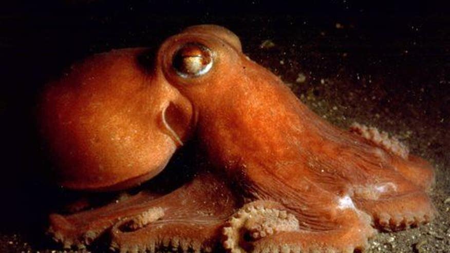 Octopus-inspired material could someday let you change the color of your clothes