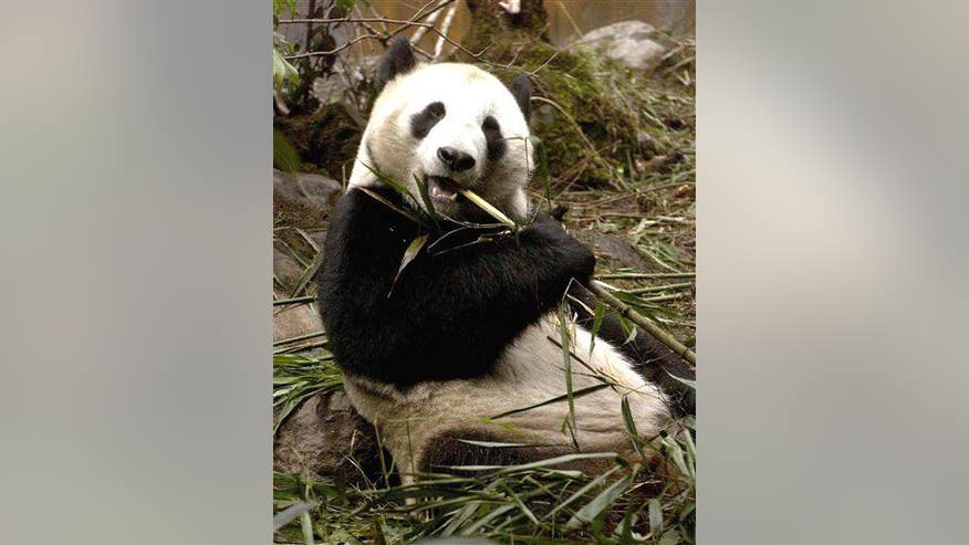 Panda Faked Pregnancy To Get Extra Food Treats Researchers Fox News