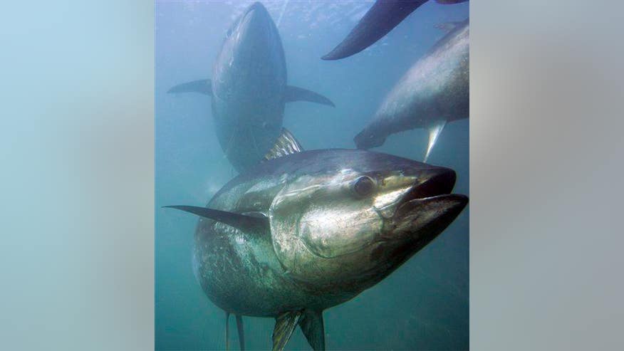 Planet has lost half of all marine life since 1970
