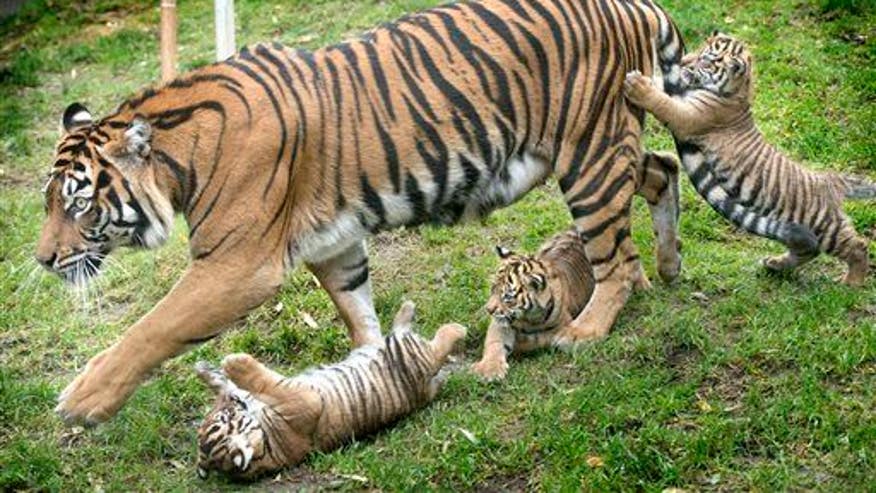 Rare tiger kills, eats her own cubs at zoo Raretigerkillseatsherowncubsatzoo