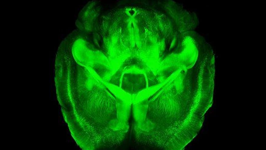 Researchers find a way to turn bad memories into happier ones