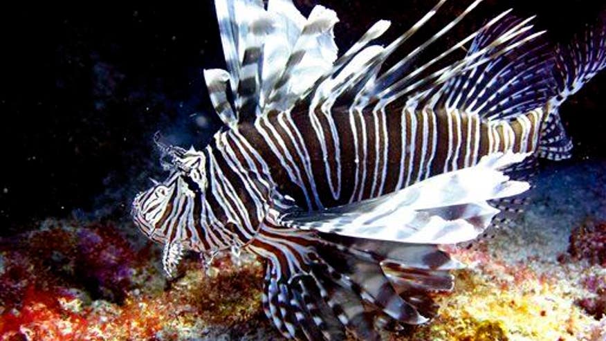 Scientists blown away���by 6th-grader's fish project