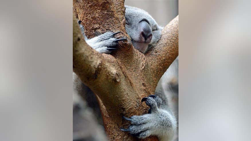 Scientists figure out why koalas hug trees