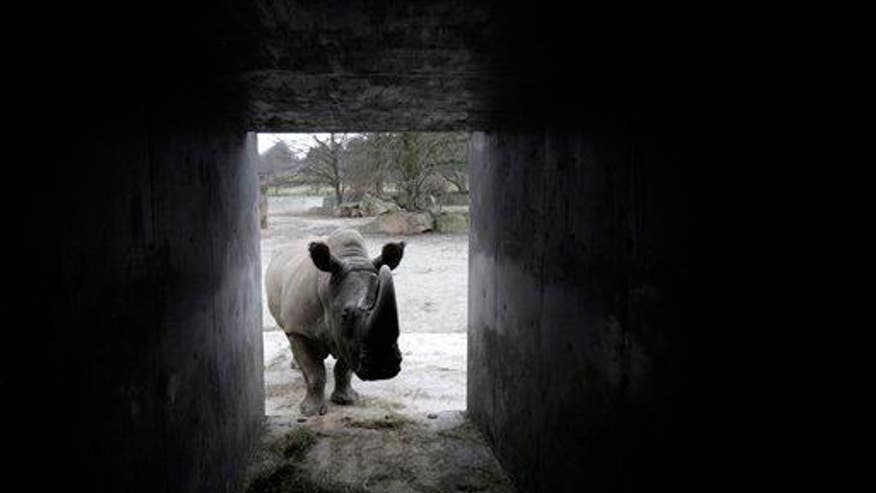 The loneliest guy in the world: this rhino