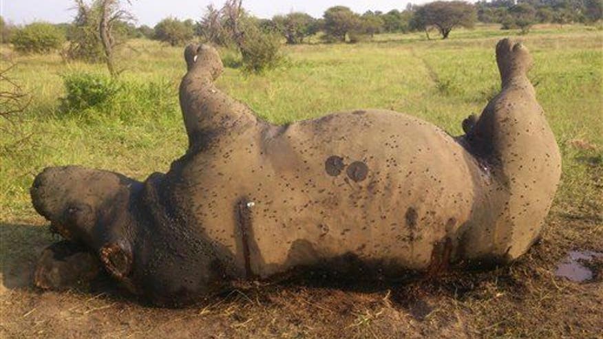 To combat rhino poaching, Namibia slicing off horns