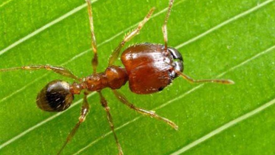 Why ants tend to turn left