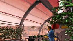 To establish a sustainable settlement on Earth's solar system neighbor, space travelers will have to learn how to grow food on Mars, experts say.